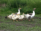 Ferienwohnungen - Urlaub auf dem Bauernhof